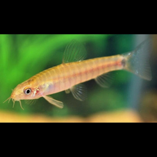 Loche naine zébrée sauvage (Yunnanilus cruciatus) – Sur commande