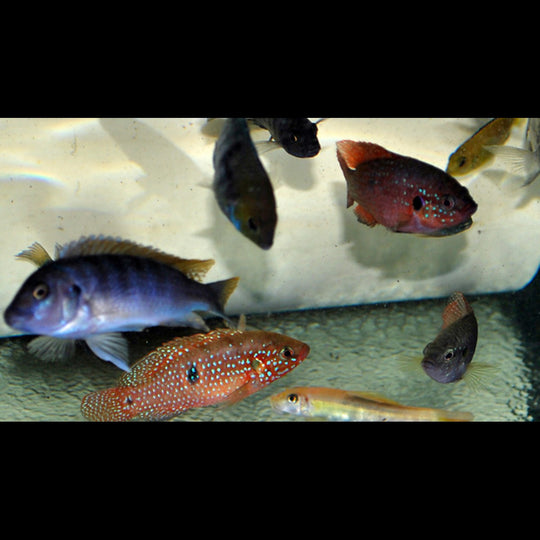 Cichlidés assortis (Cichlidae – mélange d'espèces) – Sur commande