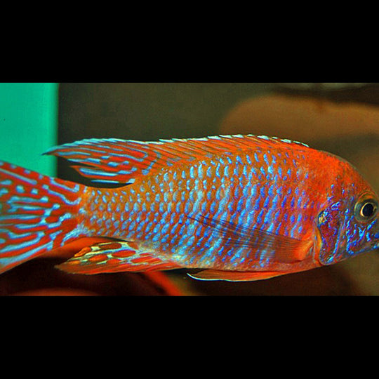Aulonocara Ruby Red (Aulonocara rubescens) – Sur commande