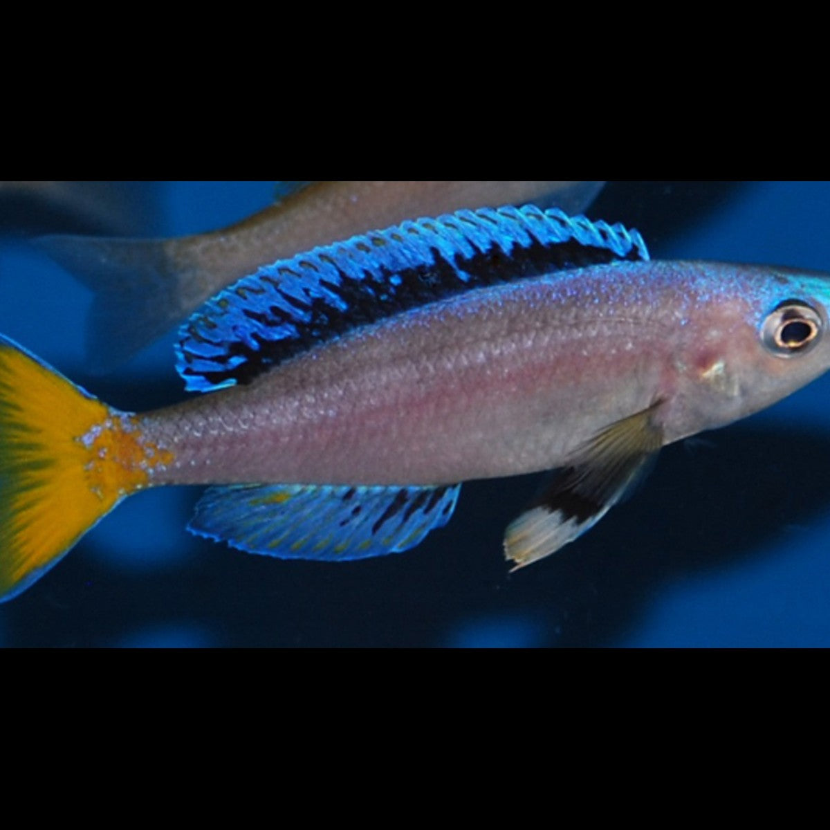 Cyprichromis Chituta néon (Cyprichromis leptosoma « Chituta Neon ») – Sur commande