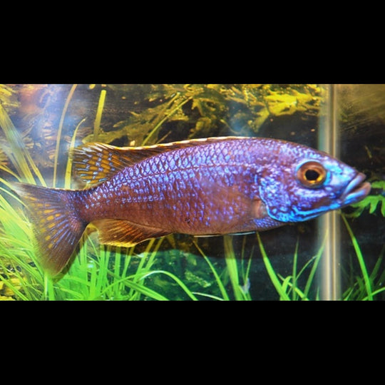 Cichlidé azur Iceberg (Sciaenochromis fryeri « Iceberg ») – Sur commande