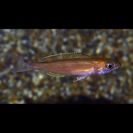 Cyprichromis Mpimbwe F1 (Cyprichromis leptosoma « Mpimbwe » F1) – Sur commande