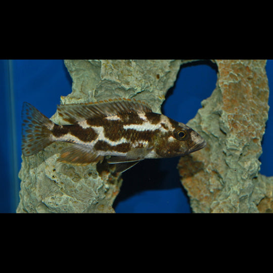 Cichlidé de Livingstone (Nimbochromis livingstonii) – Sur commande
