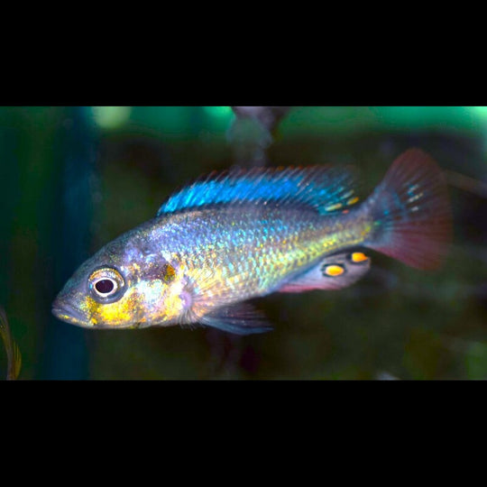 Cichlidé du Victoria nubilus (Haplochromis nubilus) – Sur commande