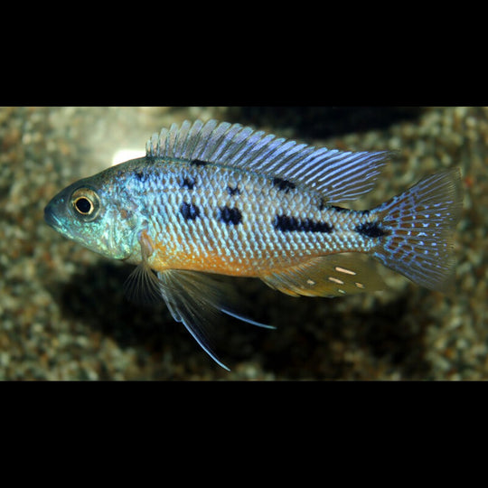 Cichlidé spilonotus (Protomelas spilonotus) – Sur commande