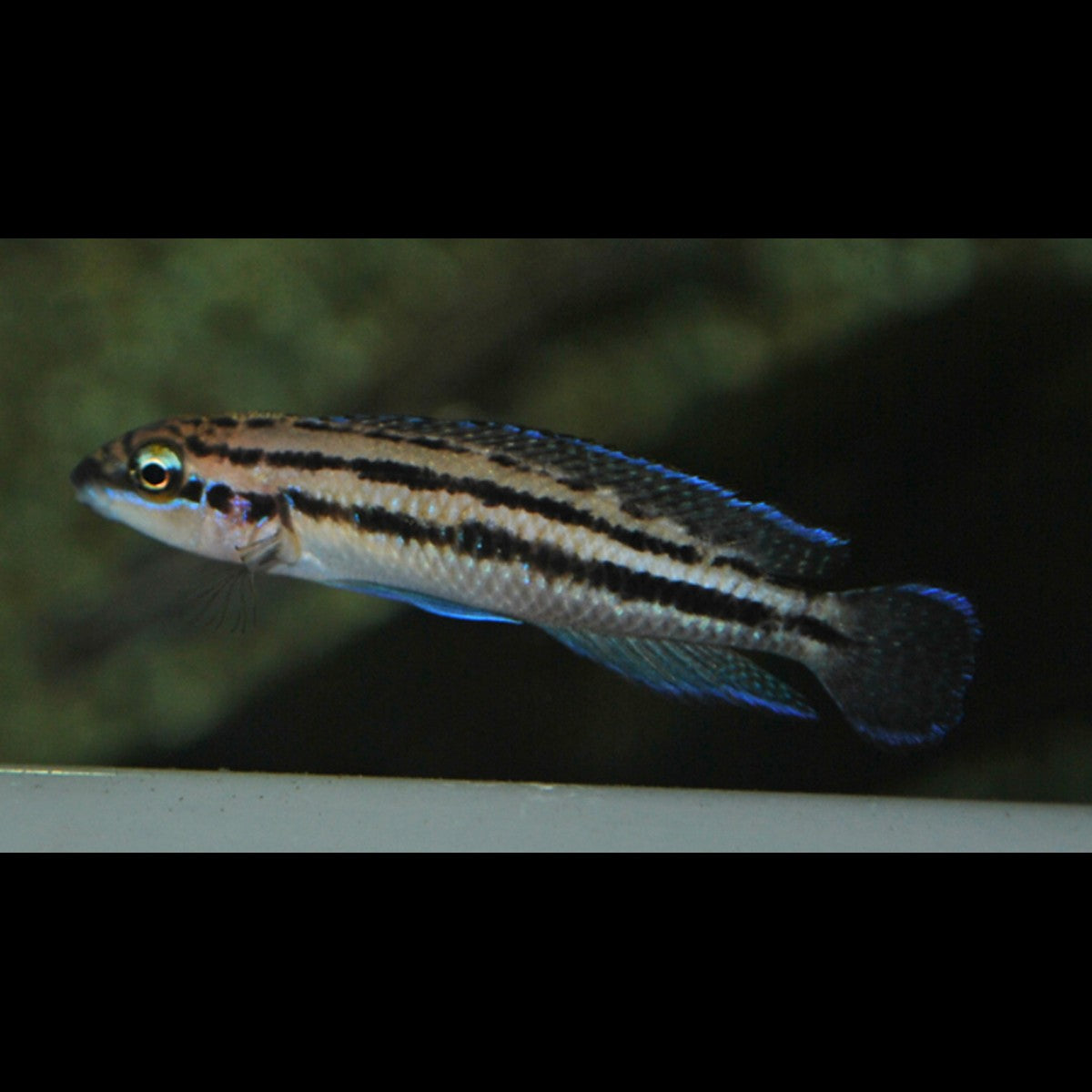 Julidochromis de Dickfeld (Julidochromis dickfeldi) – Sur commande