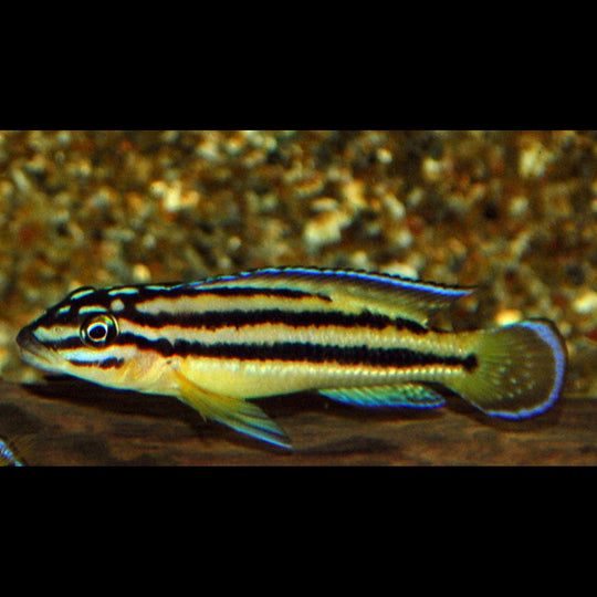 Julidochromis regani Kipili (Julidochromis regani « Kipili ») – Sur commande