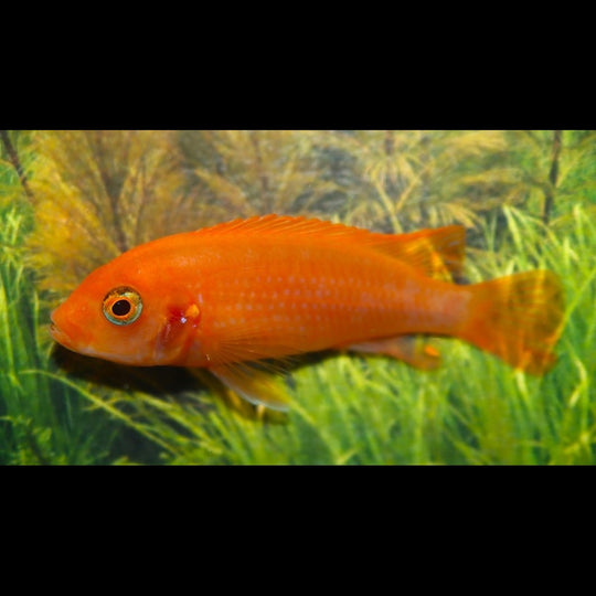 Cichlidé du Malawi Sunflower (Labidochromis sp. « Sunflower ») – Sur commande