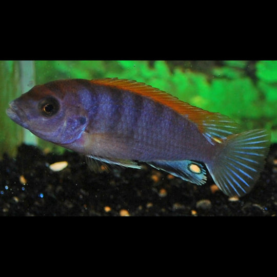 Cichlidé du Malawi Hongi Red Top (Labidochromis sp. « Hongi Red Top ») – Sur commande