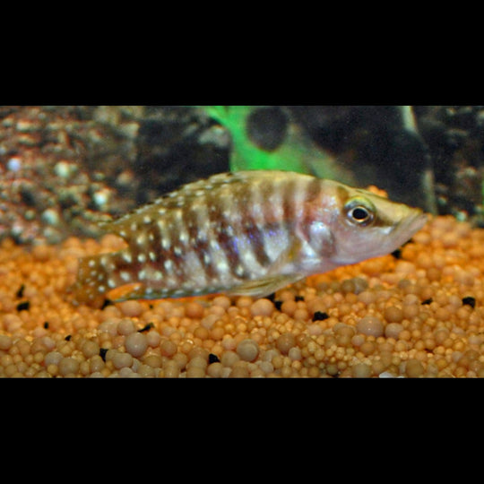 Calvus (Altolamprologus calvus) – Sur commande
