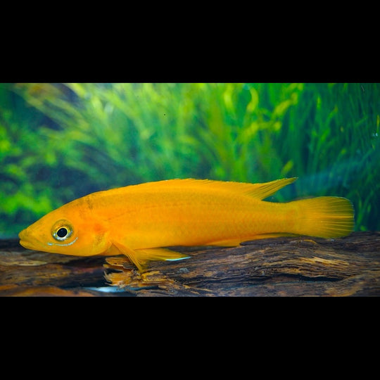Lamprologue citron Uvira (Neolamprologus leleupi « Uvira ») – Sur commande