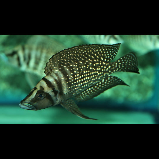 Calvus noir (Altolamprologus calvus « black ») – Sur commande