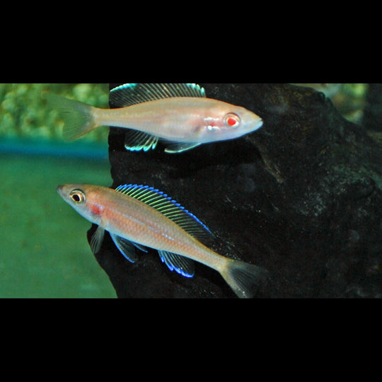 Paracyprichromis nigripinnis albinos (Paracyprichromis nigripinnis « albino ») – Sur commande