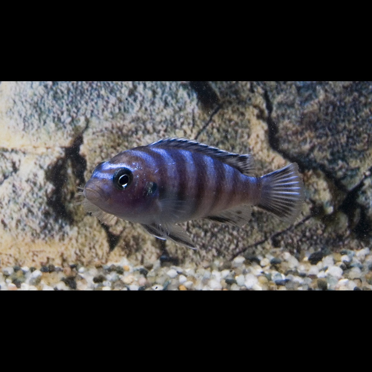 Demasoni (Pseudotropheus demasoni) – Sur commande