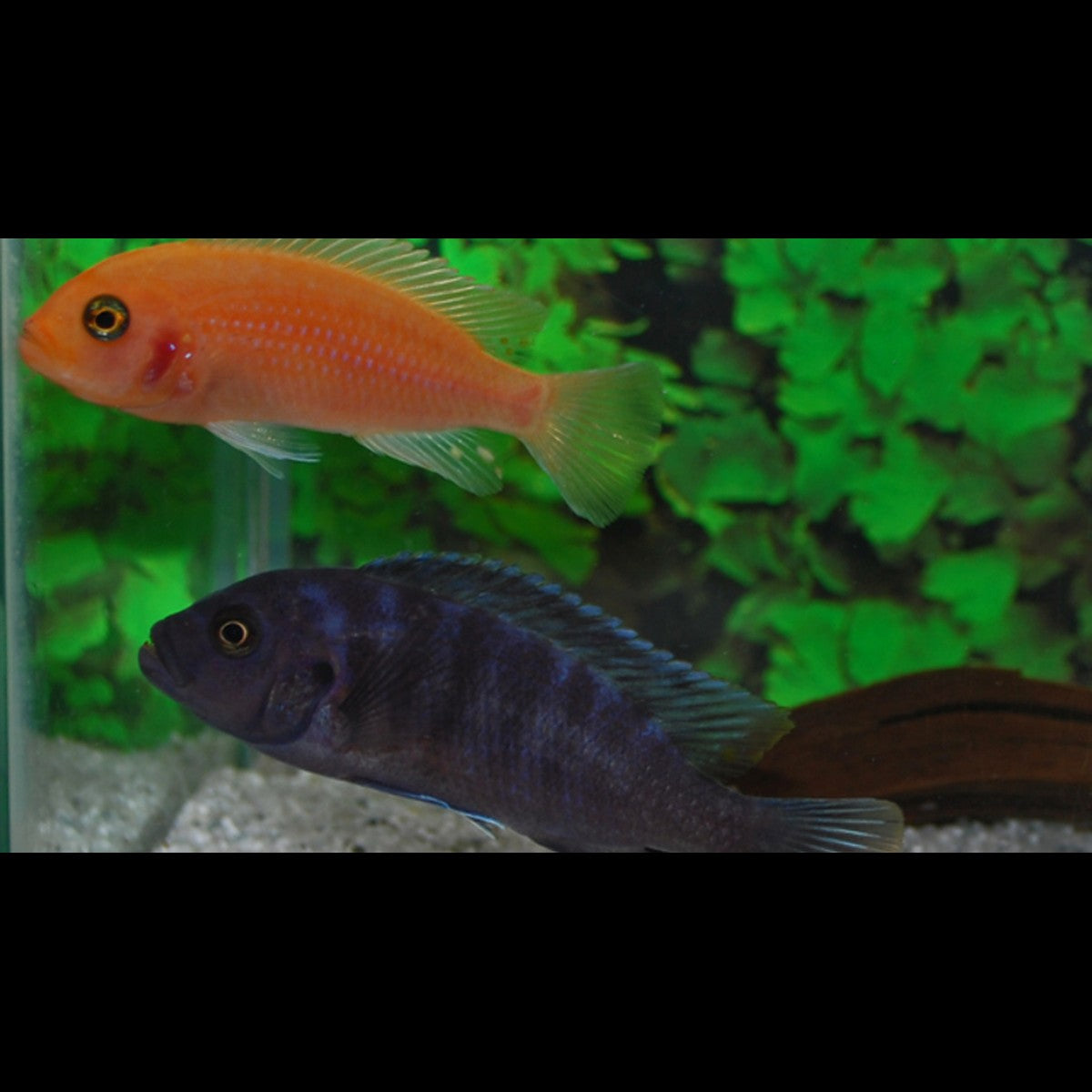 Cichlidé zèbre rouge et bleu (Maylandia zebra « Red & Blue ») – Sur commande