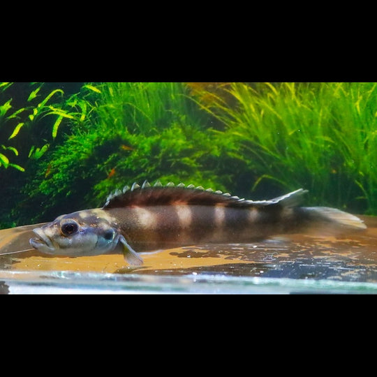 Teleogramma de Brichard sauvage (Teleogramma brichardi) – Sur commande