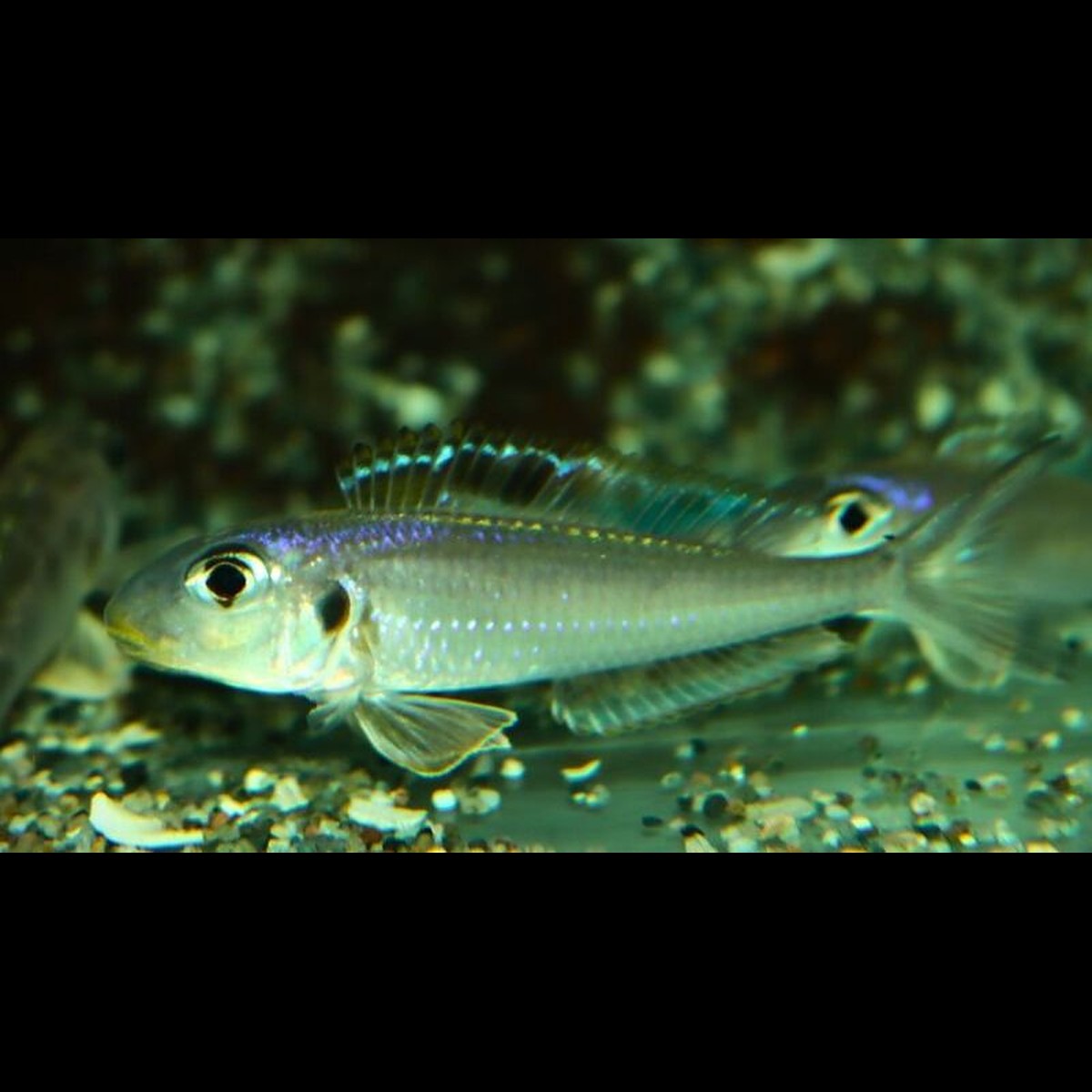 Xenotilapia Kekese (Xenotilapia bathyphilus « Kekese ») – Sur commande