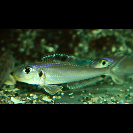 Xenotilapia Kekese (Xenotilapia bathyphilus « Kekese ») – Sur commande