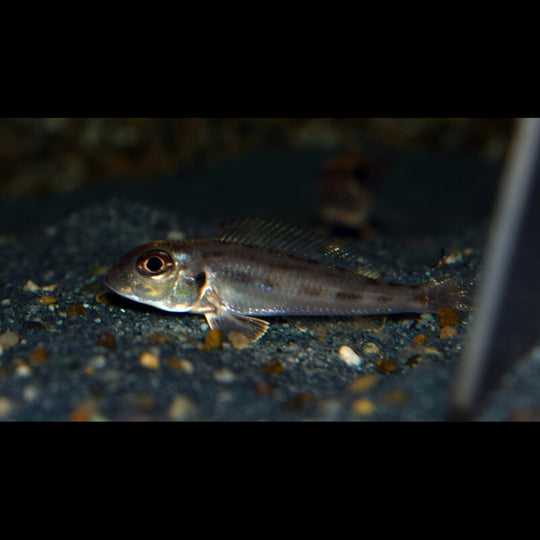 Xenotilapia Karago F1 (Xenotilapia ornatipinnis « Karago » F1) – Sur commande