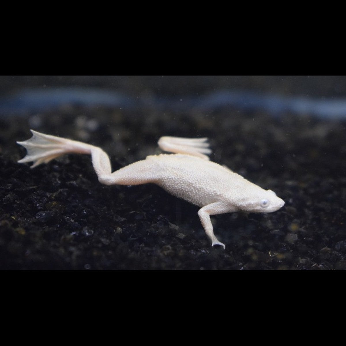 Grenouille Naine Platine (Hymenochirus boettgeri platinum) – Sur commande
