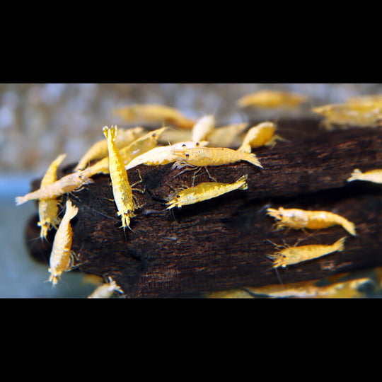 Crevette Orange Poudre D'OR (Neocaridina davidi sunkist gold powder) – Sur commande