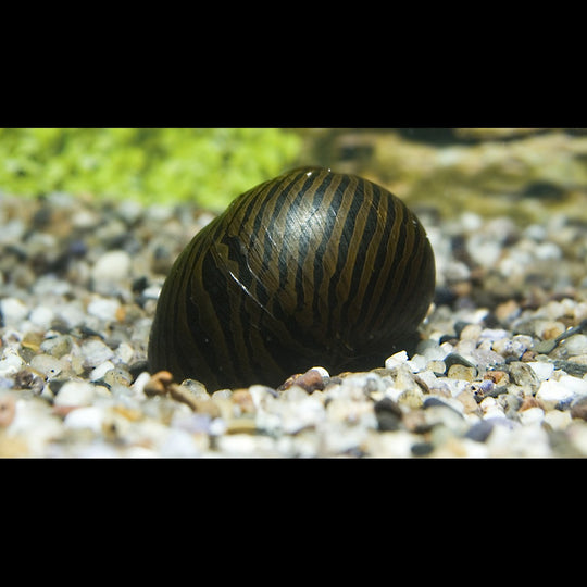 Escargot ZĂ©brĂ© sauvage (Neritina turrita zebra) â Sur commande â par 10