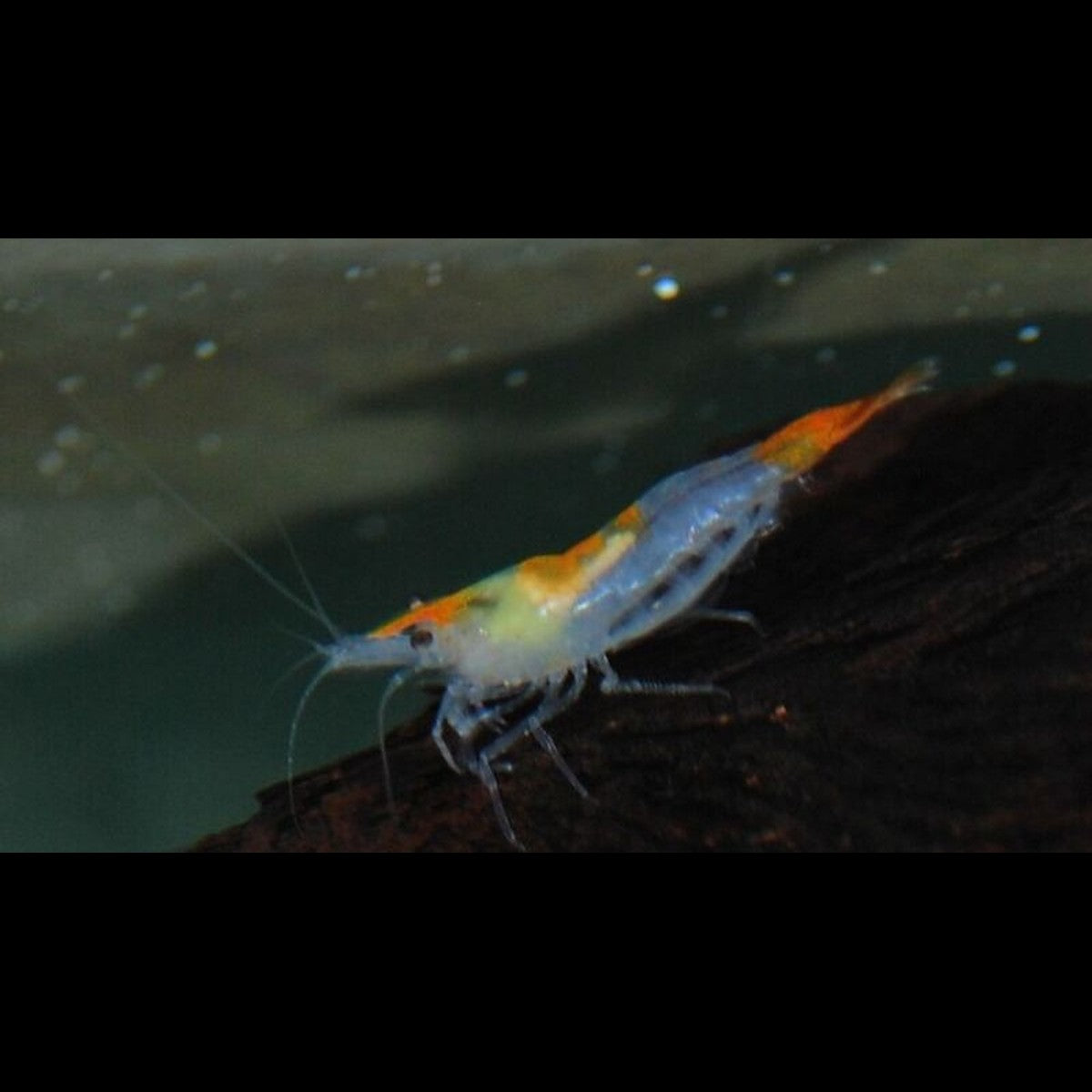 Crevette orange Rili tail (Neocaridina davidi « orange rili tail »)