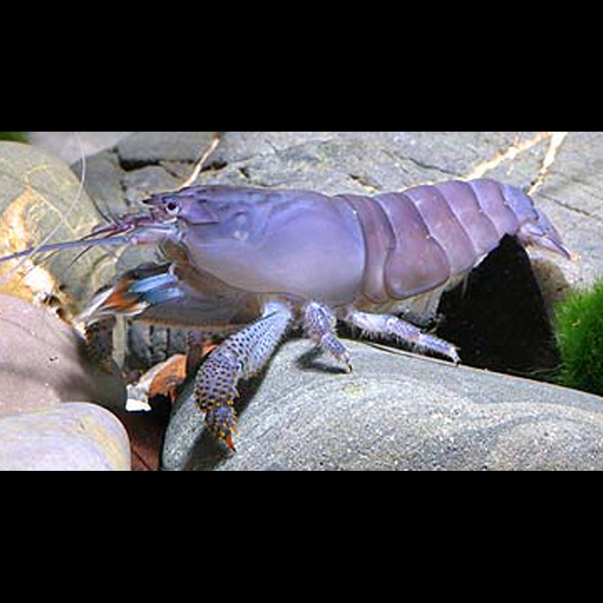 Crevette Bleue DU Gabon sauvage (Atya gabonensis) – Sur commande