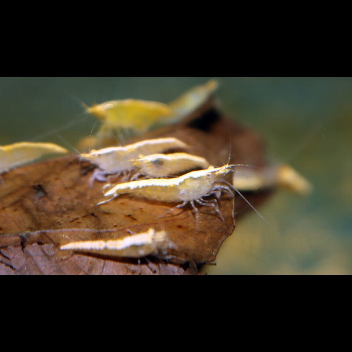 Crevette Jaune FEU (Neocaridina davidi yellow fire) – Sur commande