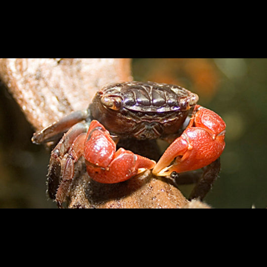 Crabe À Pinces Rouges sauvage (Perisesarma bidens) – Sur commande – par 10