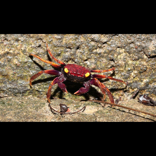 Crabe Vampire Daredevil sauvage (Geosesarma sp. daredevil) – Sur commande