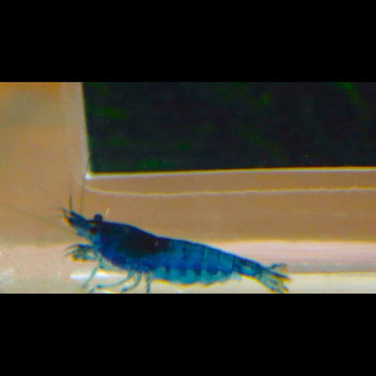 Crevette BLEU (Neocaridina davidi blue) – Sur commande
