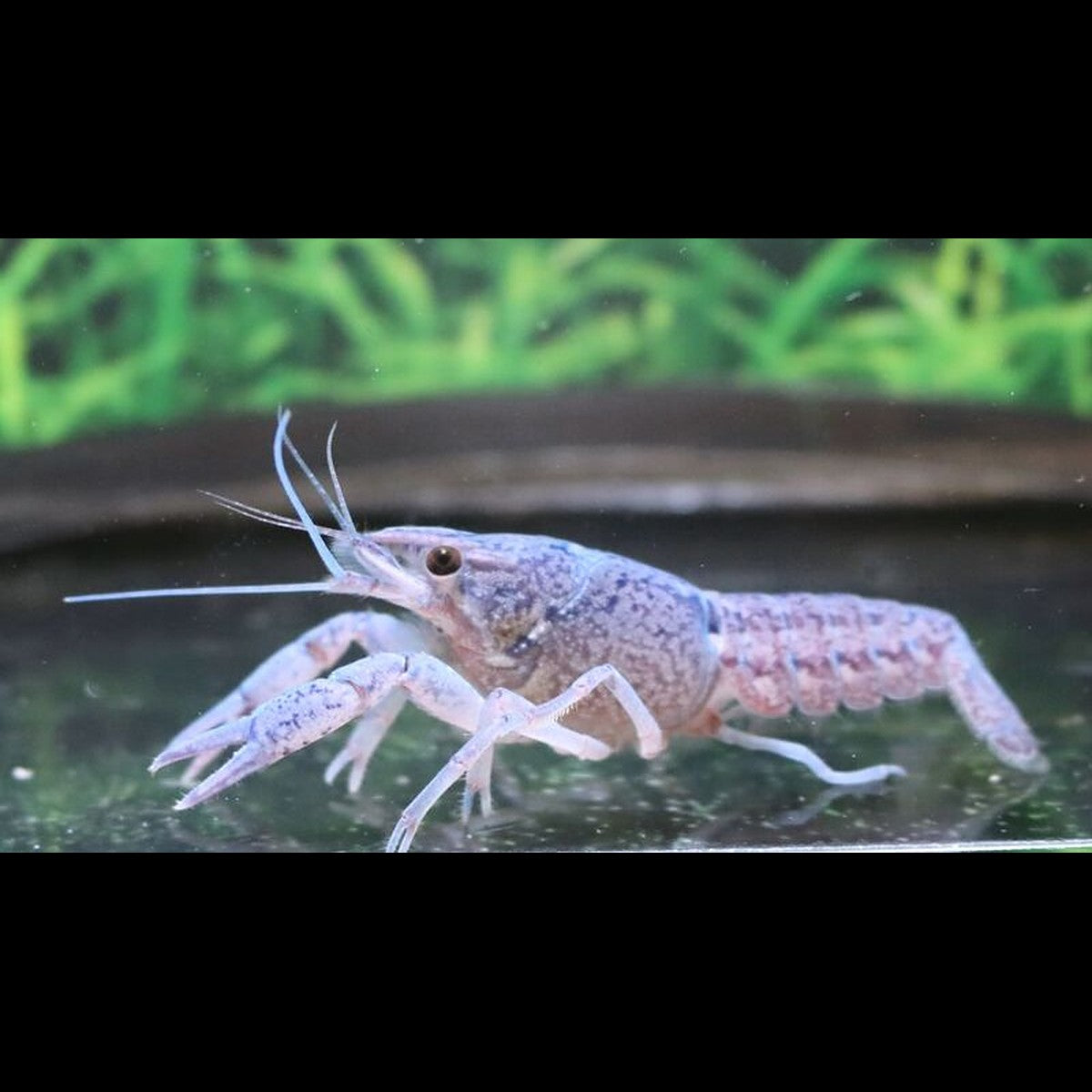 Écrevisse BLEU DE Floride (Procambarus alleni) – Sur commande