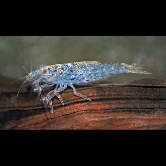 Crevette Pilipes sauvage (Atyoida pilipes) – Sur commande