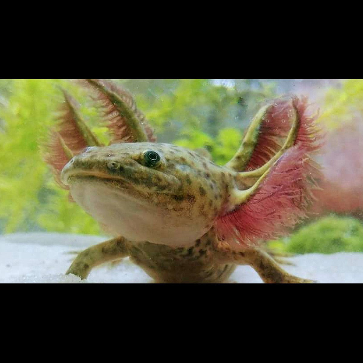Axolotl (Ambystoma mexicanum (EU-BRED)) – Sur commande