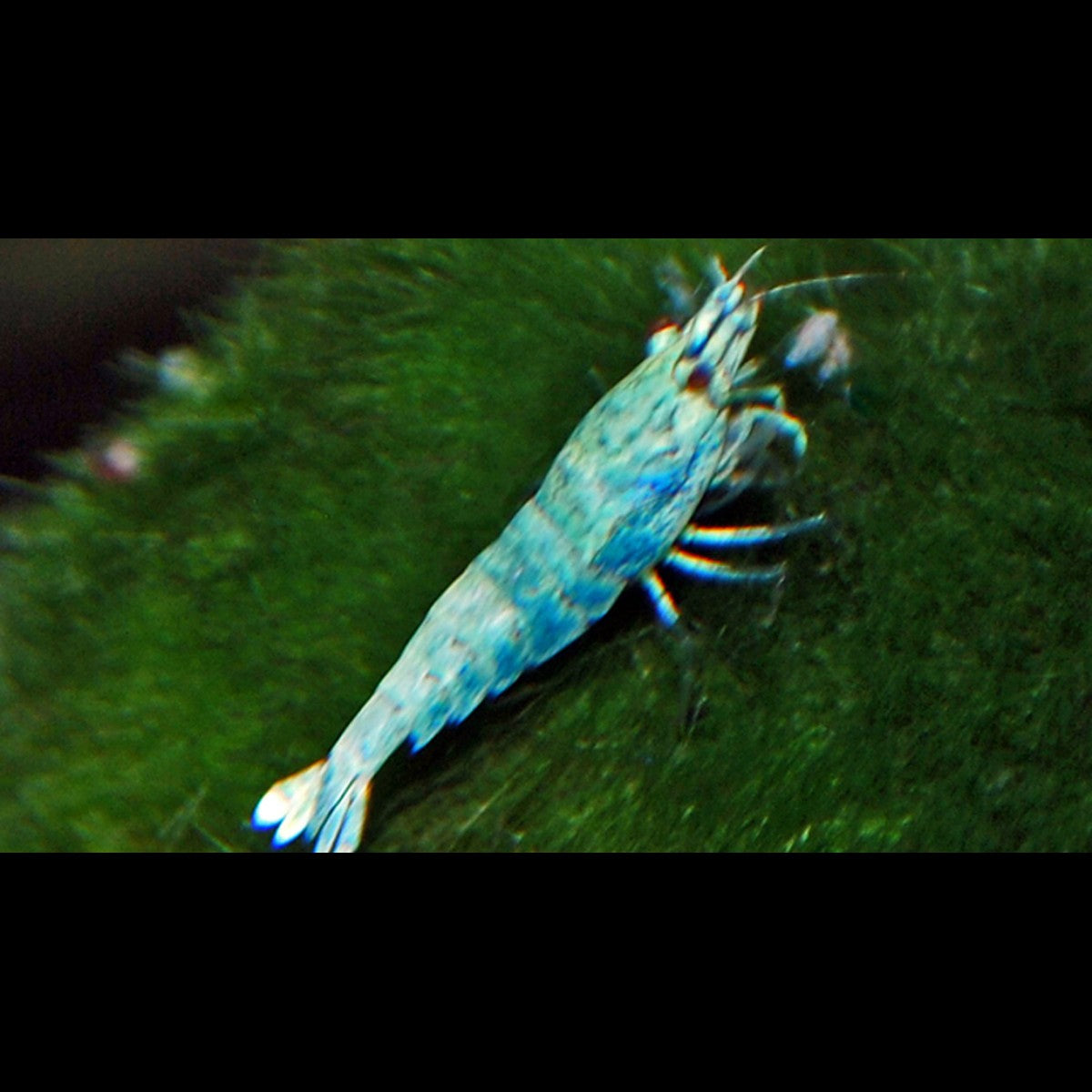 Crevette BLUE BOLT (Caridina cantonensis blue bolt) – Sur commande