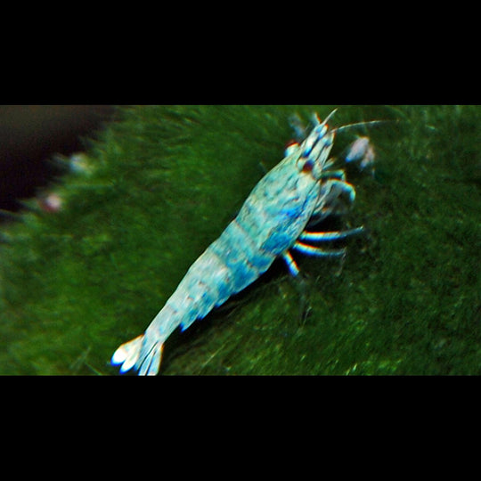 Crevette BLUE BOLT (Caridina cantonensis blue bolt) – Sur commande