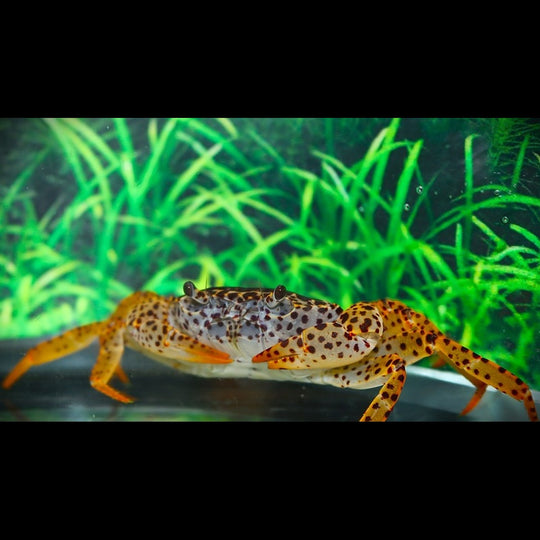 Crabe À Panthère sauvage (Parathelphusa pantherina) – Sur commande