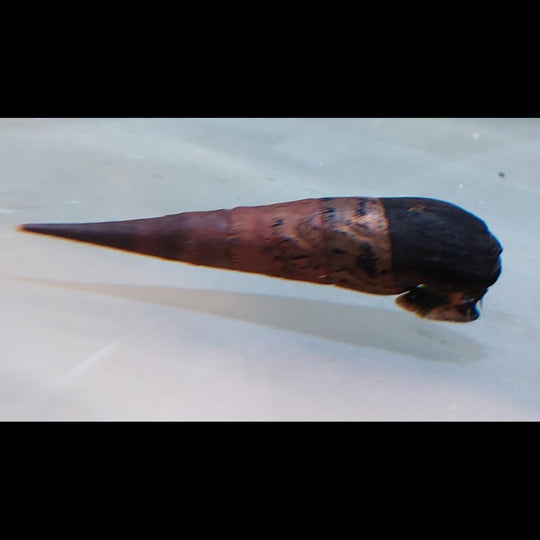 Escargot Ăpineux DU Diable NOIR sauvage (Faunus ater) â Sur commande â par 10