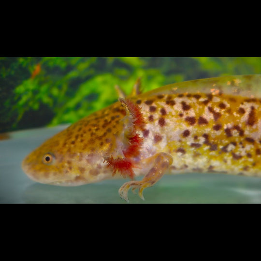 Axolotl Cuivre (Ambystoma mexicanum copper) – Sur commande