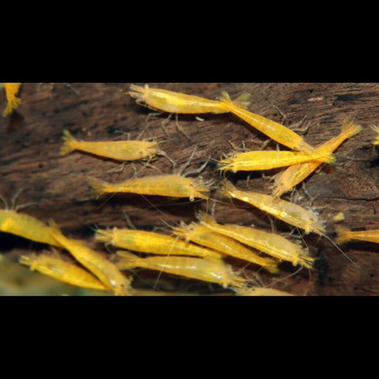 Crevette Jaune (Neocaridina davidi yellow) – Sur commande – par 10