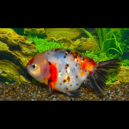Voile DE Chine Ranchu Calico (Car. AUR. ranchu calico 5/6) – Sur commande