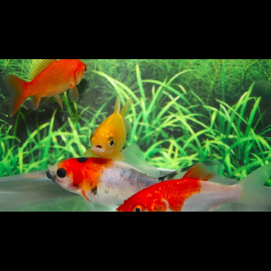 Poisson Rouge Assortis (Car. auratus goldfish mix 10/12) – Sur commande