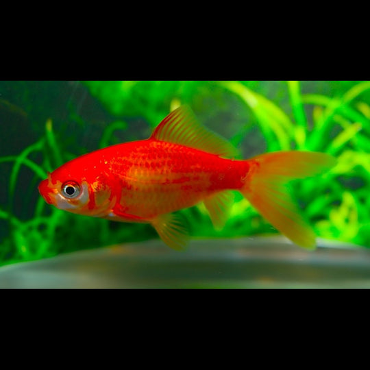 Poisson Rouge Comète (Car. auratus comet 4/7) – Sur commande