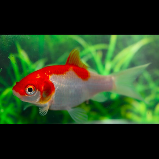 Poisson Rouge Sarasa (Car. auratus sarasa 4/7) – Sur commande