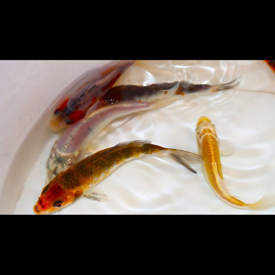 Carpe KOI Europe (Cyp. carpio koi europe 7/10) – Sur commande