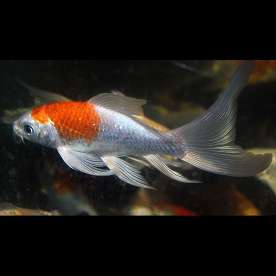 Carpe Butterfly KOI Europe (Cyp. carpio koi butterfly europe 12/16) – Sur commande