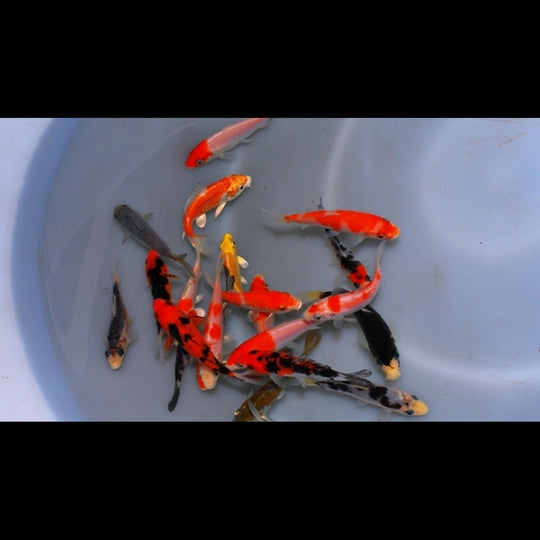 Carpe KOI Extra Couleur Europe (Cyp. carpio koi extra color europe 12/16) – Sur commande