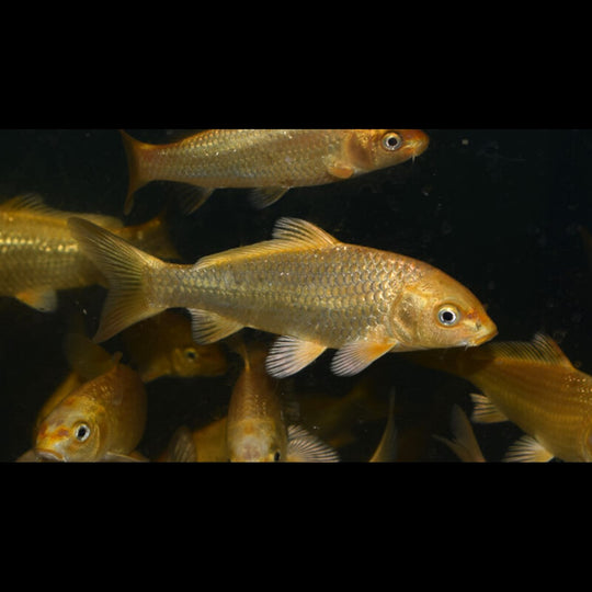 Carpe KOI Jaune (Cyp. carpio koi ogon europe 16/20) – Sur commande