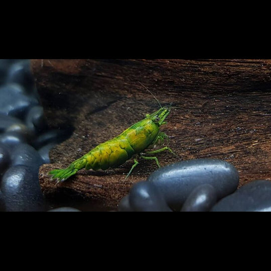 Crevette Orange HULK (Neocaridina davidi orange hulk) – Sur commande
